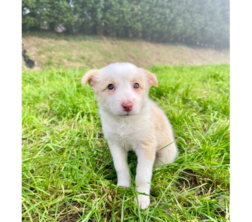 Vente Nord Lille - Photos Vivastreet Chiots border collies nés à la ferme