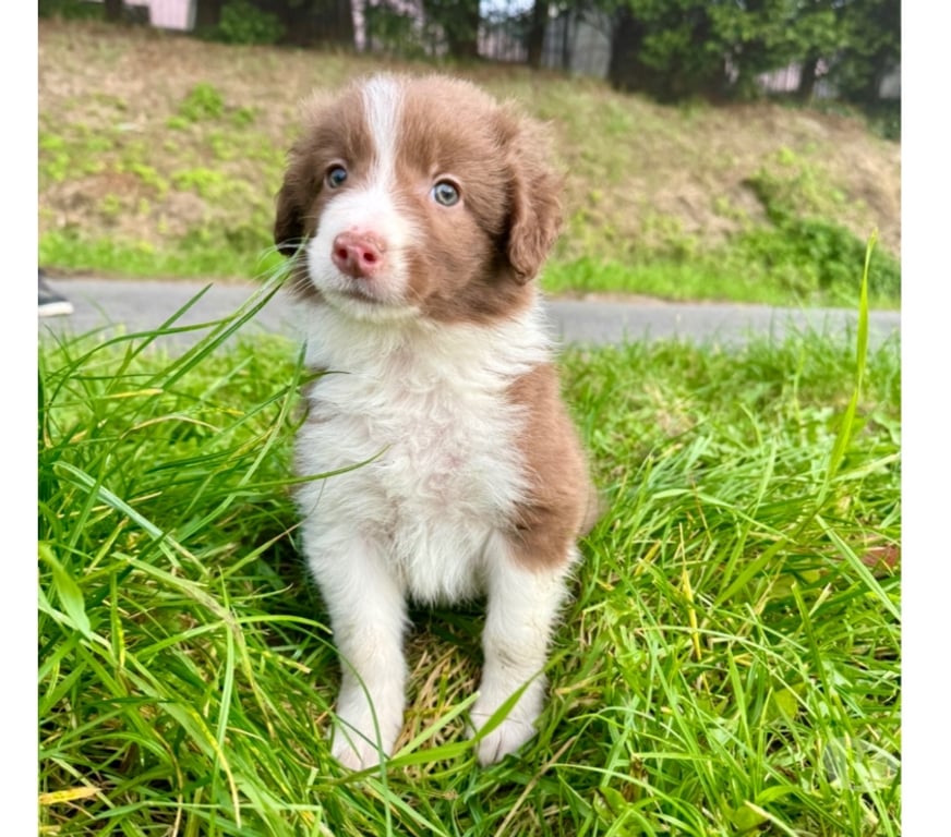 Vente Nord Lille - Photos Vivastreet Chiots border collies nés à la ferme