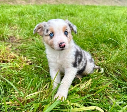 Vente animaux Lille Lille - Photos Vivastreet Chiots border collies nés à la ferme