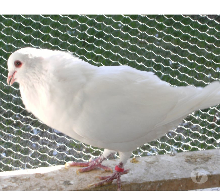 Vente Seine-et-Marne Bagneaux sur Loing - 77167 - Photos Vivastreet Pigeons reproducteurs hubbell blanc