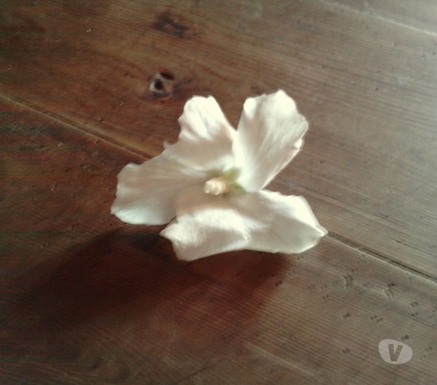 Aides à domicile Eure-et-Loir St Georges sur Eure - 28190 - Photos Vivastreet PRESENCES DE NUITS