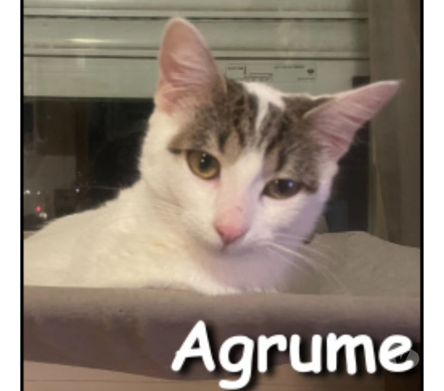 Don animaux Rhône Lyon - Photos Vivastreet AGRUME, chatonne joueuse et sociable