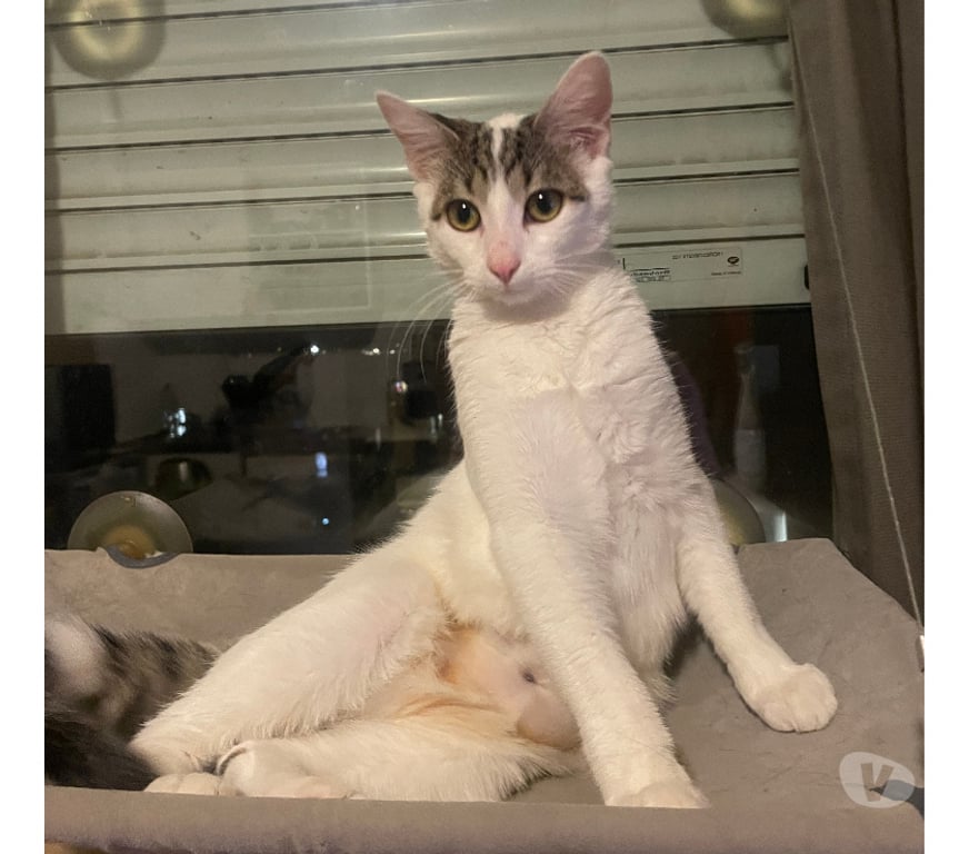 Don animaux Rhône Lyon - Photos Vivastreet AGRUME, chatonne joueuse et sociable