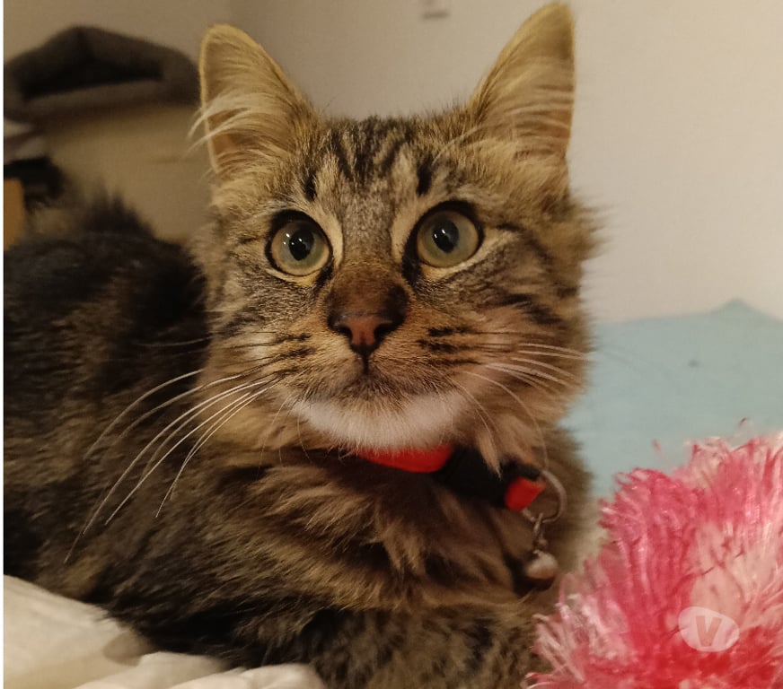 Don animaux Rhône Lyon - Photos Vivastreet ATOS, chaton câlin et joueur