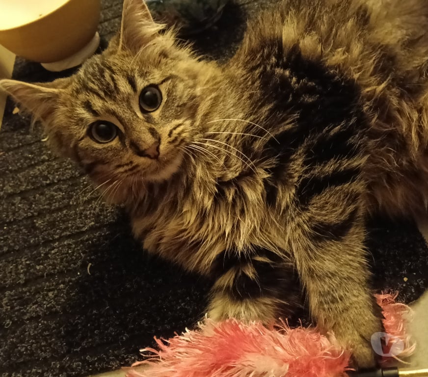 Don animaux Rhône Lyon - Photos Vivastreet ATOS, chaton câlin et joueur