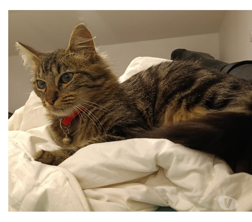 Don animaux Rhône Lyon - Photos Vivastreet ATOS, chaton câlin et joueur