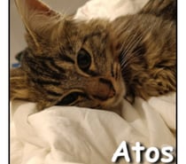 ATOS, chaton câlin et joueur