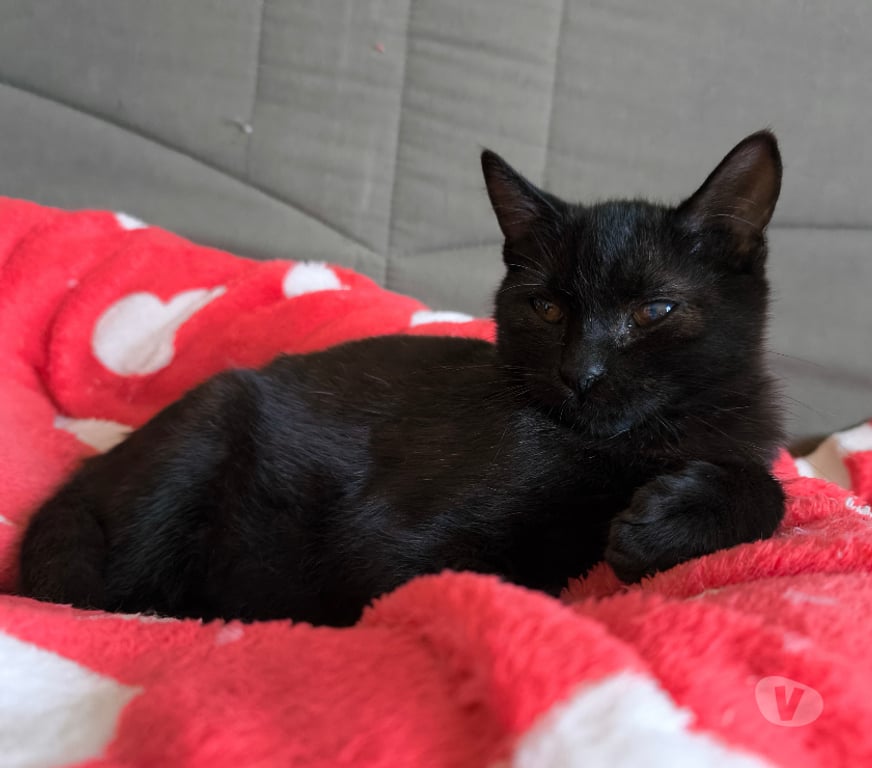 Don animaux Rhône Lyon - Photos Vivastreet ASTRO, chaton doux et câlin