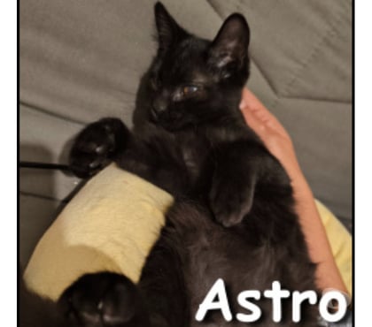 Don animaux Lyon Lyon - Photos Vivastreet ASTRO, chaton doux et câlin