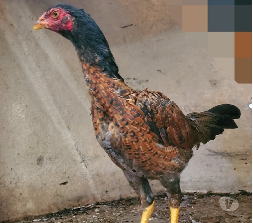 Vente Nord Hazebrouck - 59190 - Photos Vivastreet Jeune poule 6 mois