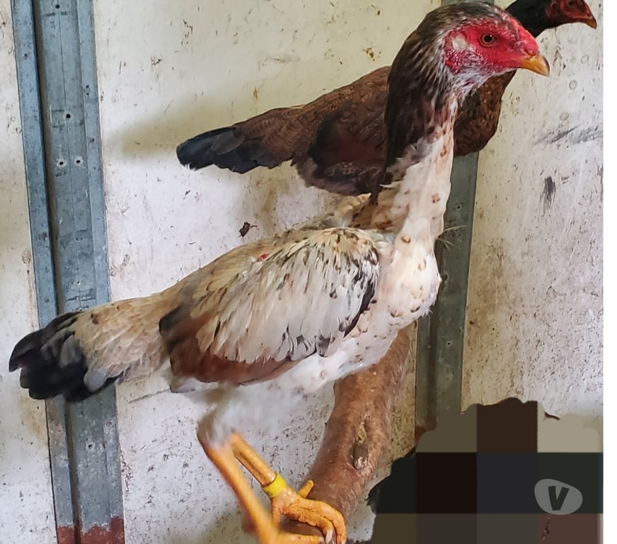 Vente Nord Hazebrouck - 59190 - Photos Vivastreet Jeune poule 6 mois