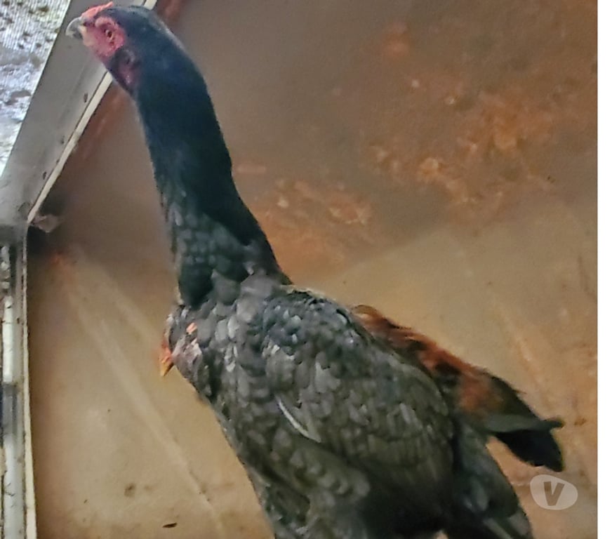 Vente Nord Hazebrouck - 59190 - Photos Vivastreet Jeune poule 6 mois