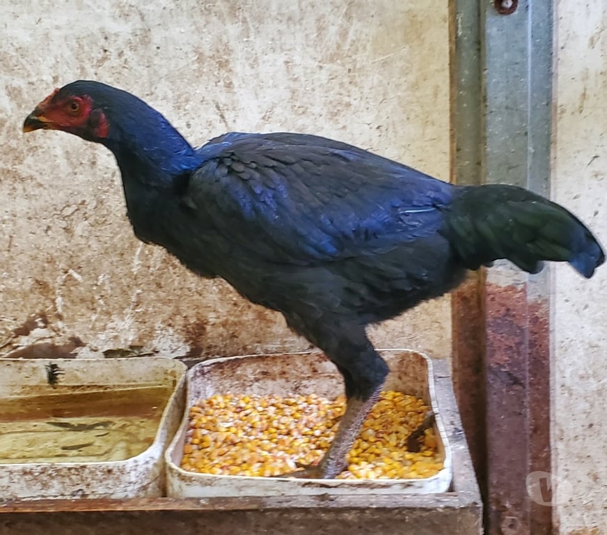 Vente Nord Hazebrouck - 59190 - Photos Vivastreet Jeune poule 6 mois