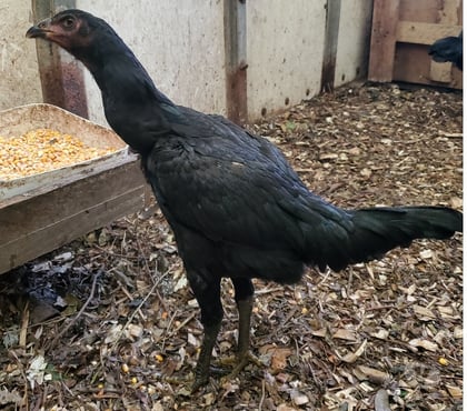 Vente animaux Hazebrouck Nord - Photos Vivastreet Jeune poule 6 mois