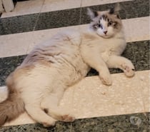 AIME, chat type sacré de Birmanie, 1 an non of