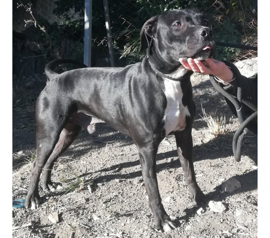 Don animaux Hérault Montpellier - Photos Vivastreet ARISTOTE, chien type staffie 3 ans non lof