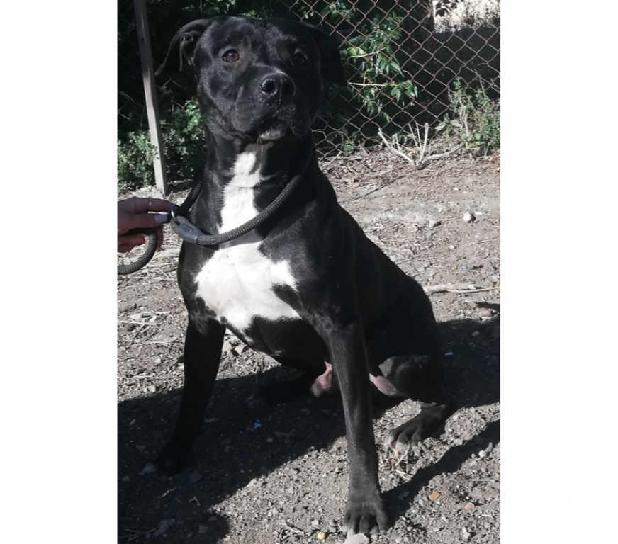 Don animaux Hérault Montpellier - Photos Vivastreet ARISTOTE, chien type staffie 3 ans non lof