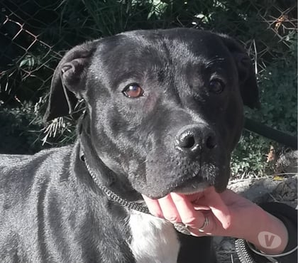 Adoption animaux Montpellier Montpellier - Photos Vivastreet ARISTOTE, chien type staffie 3 ans non lof
