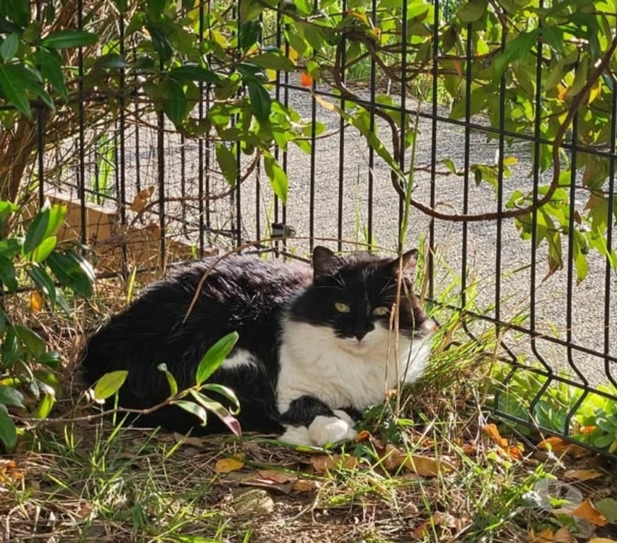Don animaux Drôme Romans sur Isere - 26100 - Photos Vivastreet Chat PANDA à l adoption