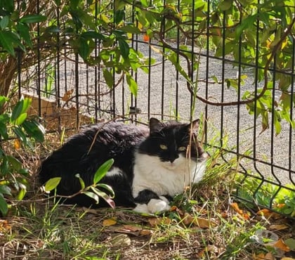 Adoption animaux Romans sur Isere Drôme - Photos Vivastreet Chat PANDA à l adoption