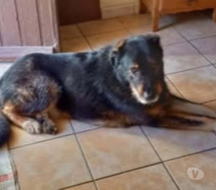 Don animaux Drôme Divajeu - 26400 - Photos Vivastreet Chien NERON à l adoption