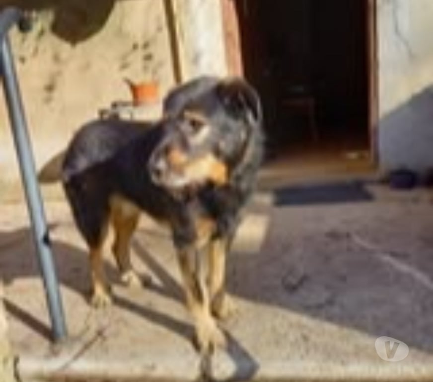 Don animaux Drôme Divajeu - 26400 - Photos Vivastreet Chien NERON à l adoption