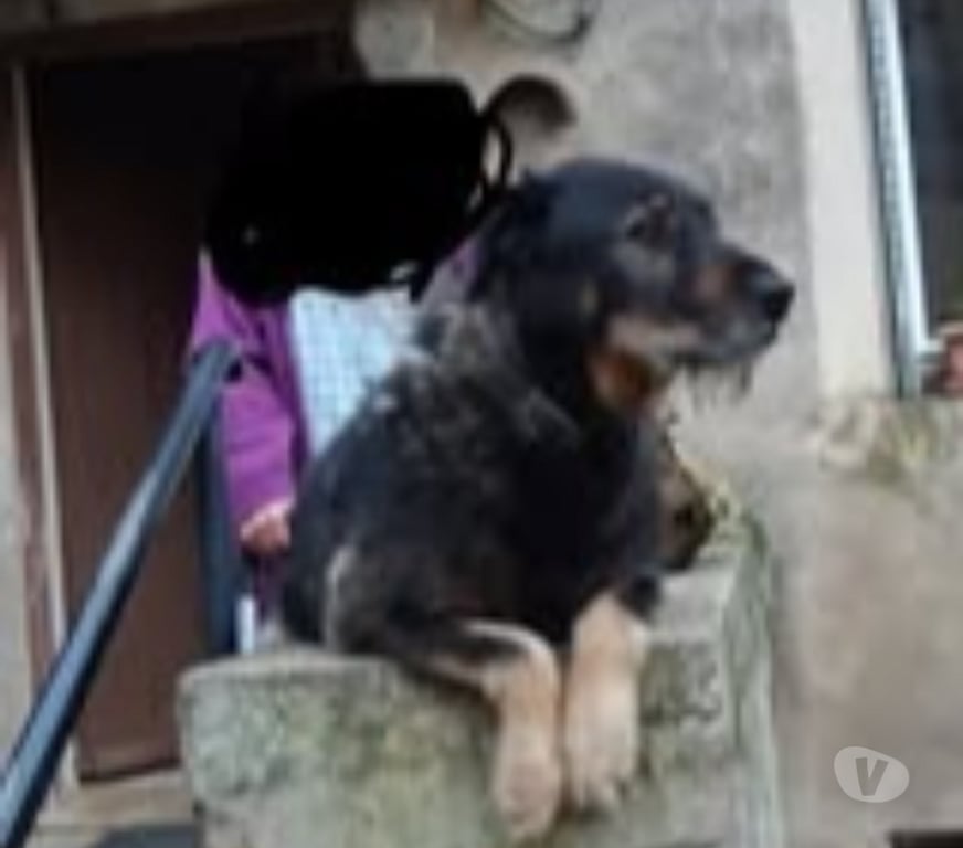 Don animaux Drôme Divajeu - 26400 - Photos Vivastreet Chien NERON à l adoption