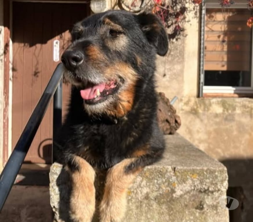 Don animaux Drôme Divajeu - 26400 - Photos Vivastreet Chien NERON à l adoption