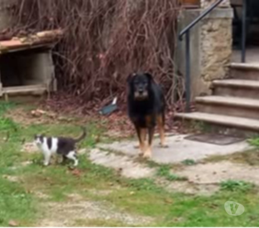 Don animaux Drôme Divajeu - 26400 - Photos Vivastreet Chien NERON à l adoption