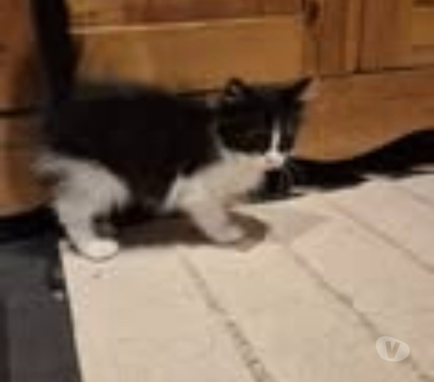 Don animaux Drôme Montchenu - 26350 - Photos Vivastreet Chat ARES à la réservation