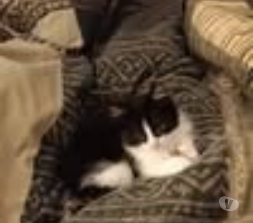 Don animaux Drôme Montchenu - 26350 - Photos Vivastreet Chat ARES à la réservation