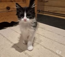 Chat ARES à la réservation