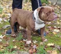 Chien HULK à l adoption