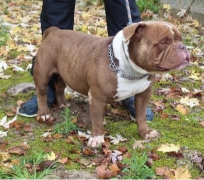 Adoption animaux Caubeyres Lot-et-Garonne - Photos Vivastreet Chien HULK à l adoption