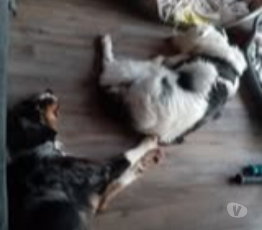 Don animaux Ardèche Le Teil - 07400 - Photos Vivastreet Chien LOLA à l adoption