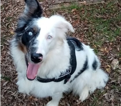 Adoption animaux Le Teil Ardèche - Photos Vivastreet Chien LOLA à l adoption