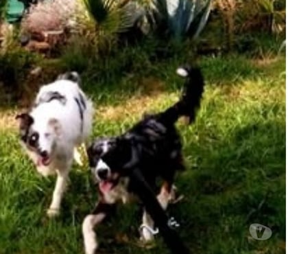 Adoption animaux Le Teil Ardèche - Photos Vivastreet Chien LOLA à l adoption