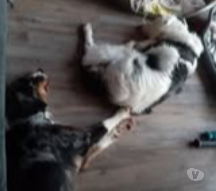 Don animaux Ardèche Le Teil - 07400 - Photos Vivastreet Chien ISCO à l adoption