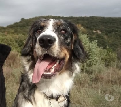 Don animaux Le Teil Ardèche - Photos Vivastreet Chien ISCO à l adoption