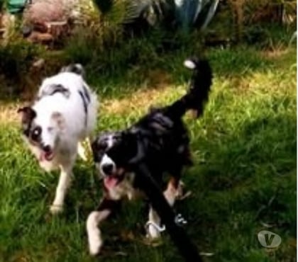 Don animaux Le Teil Ardèche - Photos Vivastreet Chien ISCO à l adoption