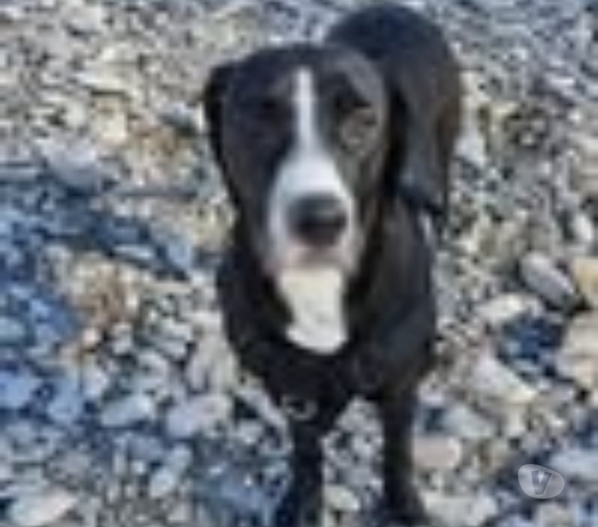 Don animaux Drôme Livron sur Drome - 26250 - Photos Vivastreet Chien GUCCI à l adoption