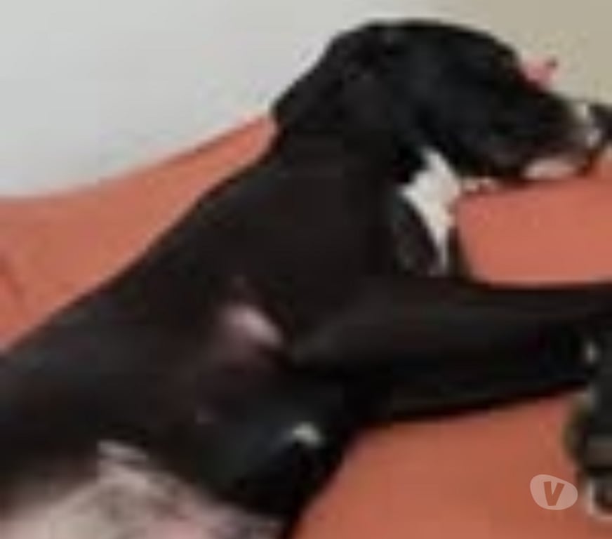 Don animaux Drôme Livron sur Drome - 26250 - Photos Vivastreet Chien GUCCI à l adoption