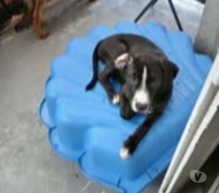 Don animaux Drôme Livron sur Drome - 26250 - Photos Vivastreet Chien GUCCI à l adoption