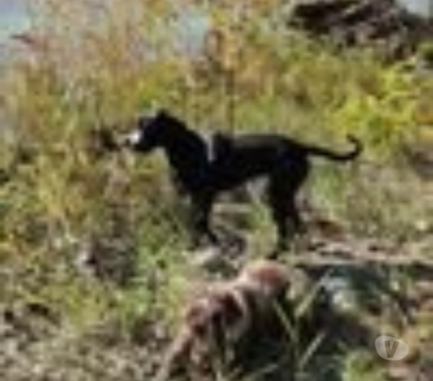 Don animaux Drôme Livron sur Drome - 26250 - Photos Vivastreet Chien GUCCI à l adoption