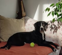 Chien GUCCI à l adoption