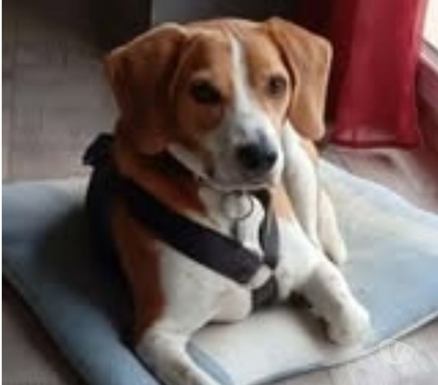 Don animaux Loire Neulise - 42590 - Photos Vivastreet Chien OSLO à l adoption