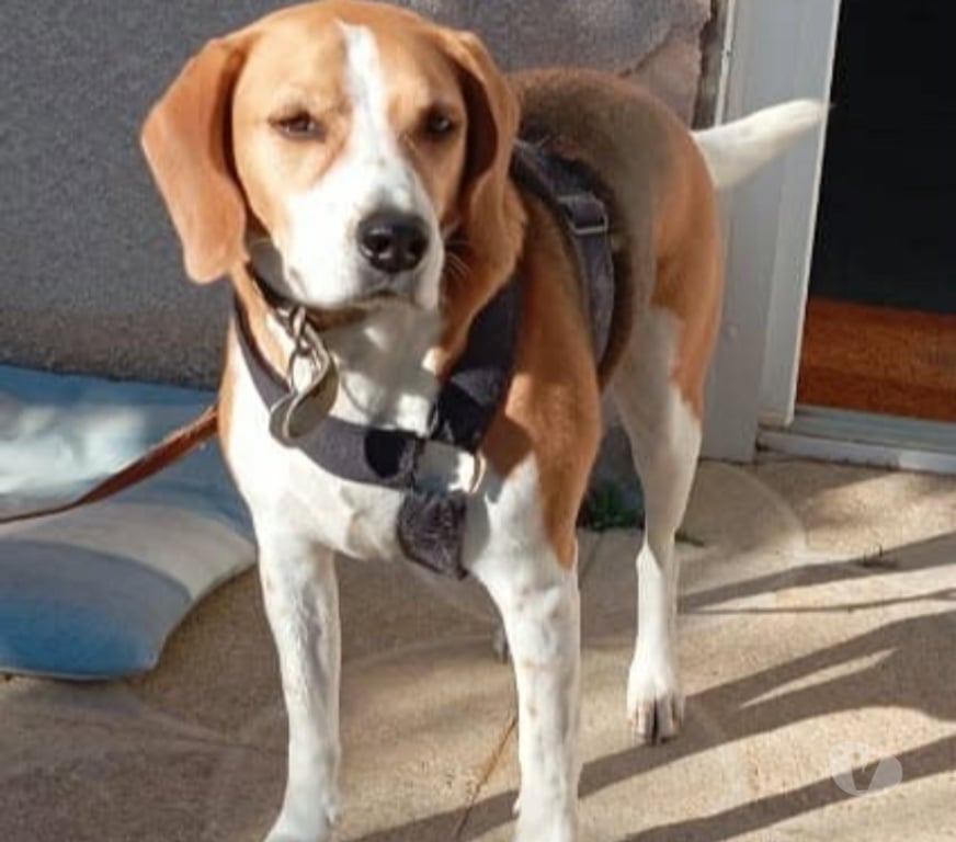 Don animaux Loire Neulise - 42590 - Photos Vivastreet Chien OSLO à l adoption