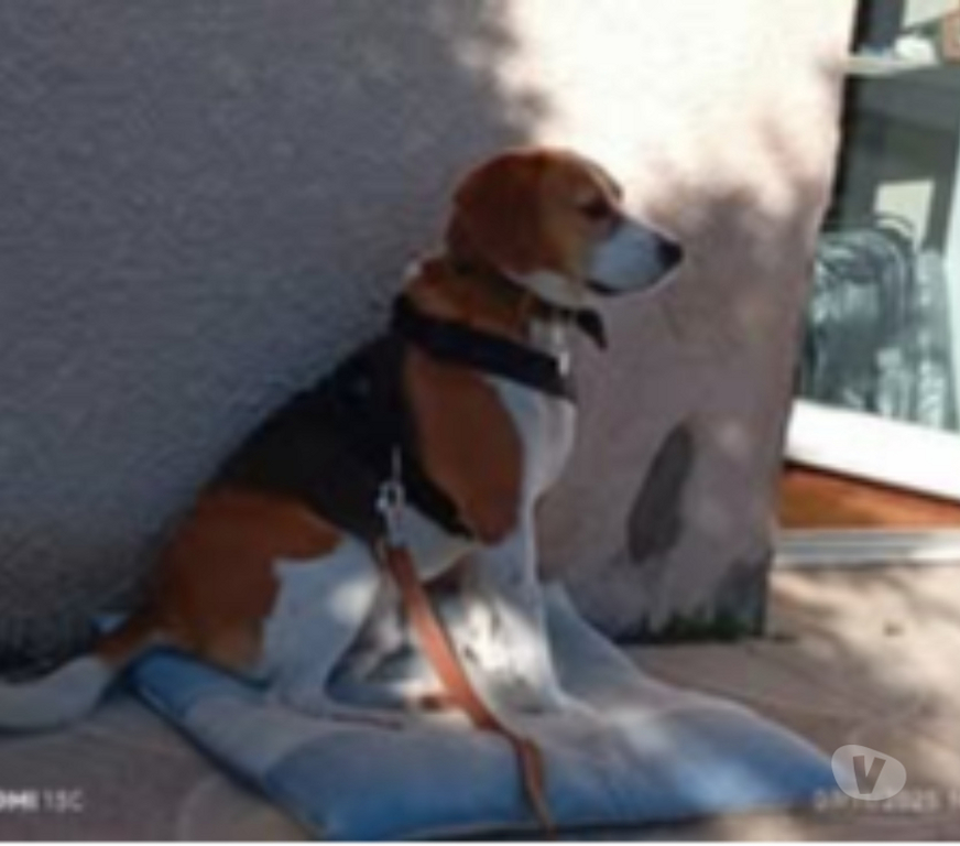 Don animaux Loire Neulise - 42590 - Photos Vivastreet Chien OSLO à l adoption