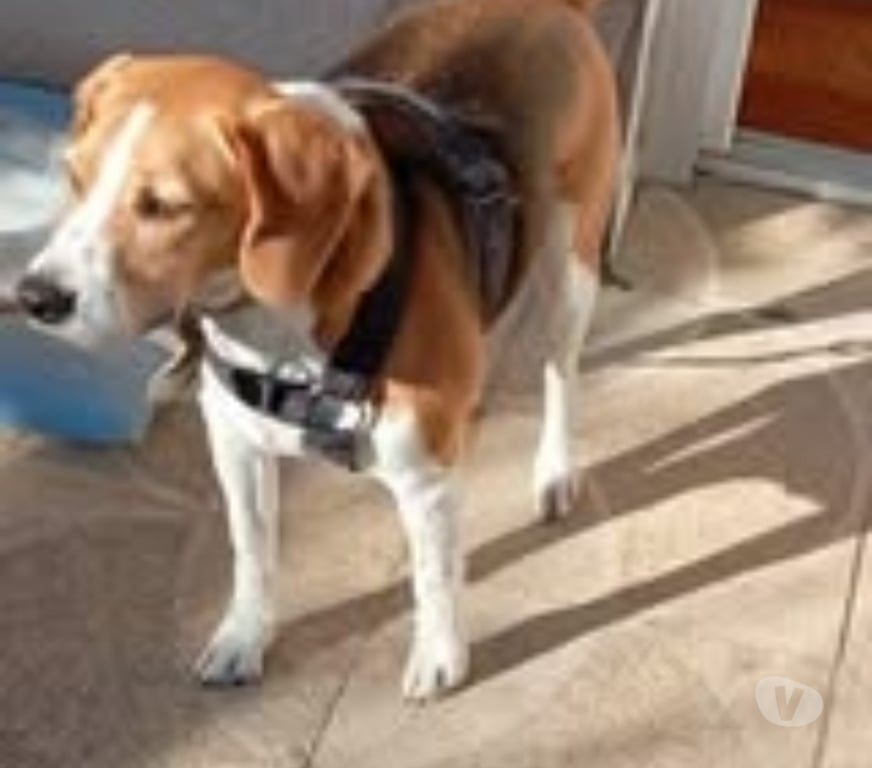 Don animaux Loire Neulise - 42590 - Photos Vivastreet Chien OSLO à l adoption