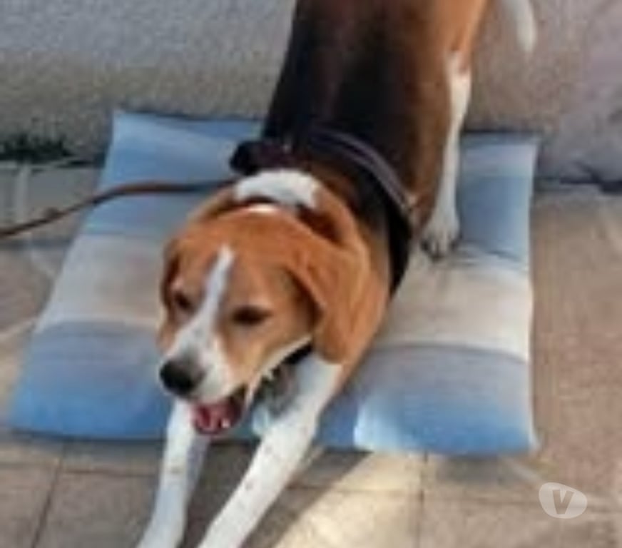 Don animaux Loire Neulise - 42590 - Photos Vivastreet Chien OSLO à l adoption